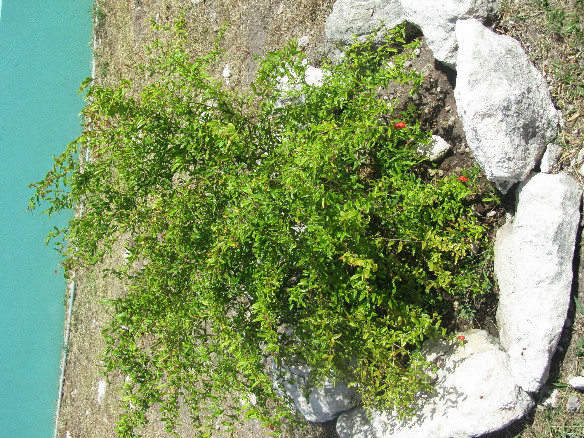 Sea Grape Villas The Settlement Kültér fotó